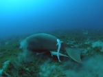 Dugong dugoń