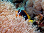 Amphiprion_bicinctus_1_ikona_big