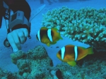 Amphiprion_bicinctus_4_ikona_big