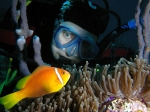 Amphiprion_nigripes_3_big