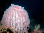 Xestospongia_testudinaria1_big