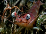 Cinetorhynchus_reticulatus1_big