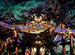 Panulirus_argus3s_big
