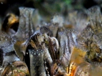Dreissena_polymorpha_3_big