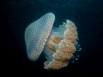 Phyllorhiza_punctata3s_big