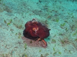 Amphioctopus marginatus (Taki, 1964)