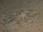 Octopus aculeatus (D'Orbigny, 1834)