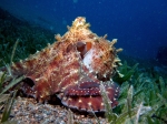 Octopus_cyaneus4s_big