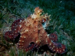 Octopus_cyaneus6s_big