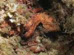 Octopus macropus (Risso, 1826)