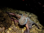 Octopus_vulgaris1s_big