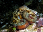 Octopus_vulgaris3s_big