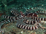 Thaumoctopus mimicus (Norman & Hochberg, 2005) 