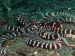 Thaumoctopus mimicus (Norman & Hochberg, 2005) 