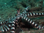 Thaumoctopus mimicus (Norman & Hochberg, 2005) 