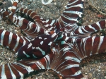 Thaumoctopus mimicus (Norman & Hochberg, 2005) 