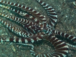 Thaumoctopus mimicus (Norman & Hochberg, 2005) 