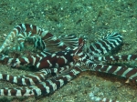 Thaumoctopus_mimicus_6