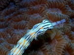 Corythoichthys_flavofasciatus1s_big
