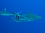 Carcharhinus amblyrhynchos