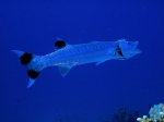 Sphyraena barracuda (Edwards, 1771)