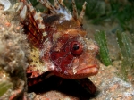 Dendrochirus_brachypterus4s_big