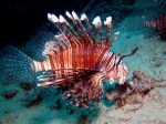 Pterois_volitans6s_big