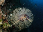 Sabella spallanzani (Viviani, 1805)