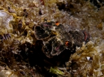 Scyllarus arctus (Linnaeus, 1758)