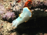 Ardeadoris egretta (Rudman, 1984)
