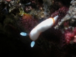 Chromodoris albonares (Rudman, 1990)