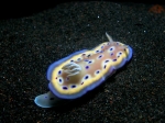Chromodoris_kuniei2s_big