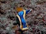 Chromodoris_lochi1s_big