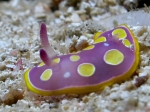 Chromodoris luteorosea (von Rapp, 1827)