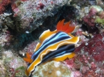 Chromodoris_magnifica1s_big