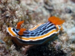 Chromodoris_magnifica3s_big