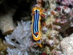 Chromodoris_quadricolor2s_big