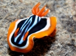 Chromodoris_quadricolor4s_big