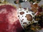 Discodoris_atromaculata2s_big