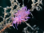 Flabellina_affinis6s_big