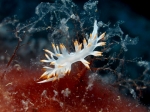 Flabellina babai (Schmekel, 1972)