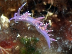 Flabellina_ischitana_2_big
