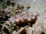 Glossodoris_hikuerensis2s_big