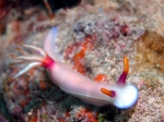 Hypselodoris_bullocki1s_big