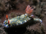 Hypselodoris_infucata1s_big