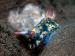 Hypselodoris_infucata2s_big