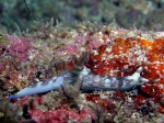Nembrotha_lineolata2s_big