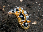 Phyllidia ocellata (Cuvier, 1804)