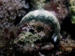 Plakobranchus_ocellatus2s_big