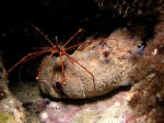 Nurkowanie_na_Cabo_Verde_90